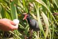 IMG_8874 moorhen being fed